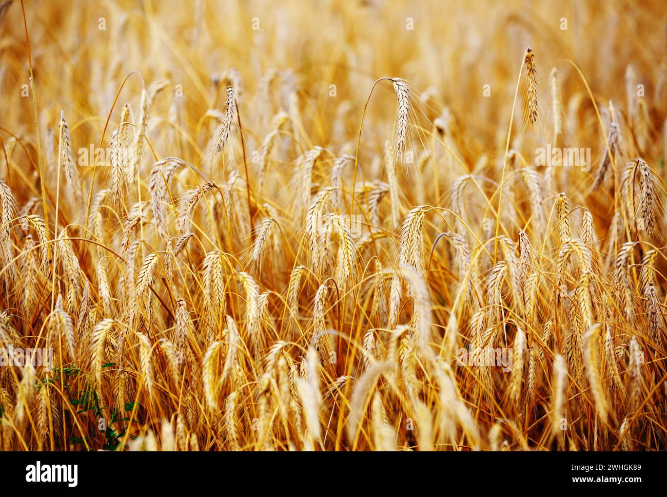 Malted Golden Rye Golden rye hi-res stock photography and images - Alamy