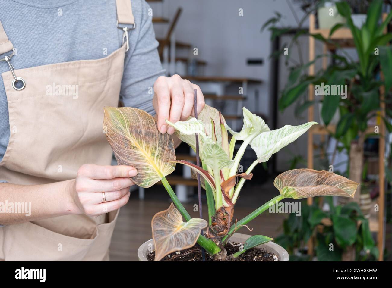 Problems in the cultivation of domestic plants Problems in cultivation of domestic plants Philodendron Birkin - leaves affected Stock Photo