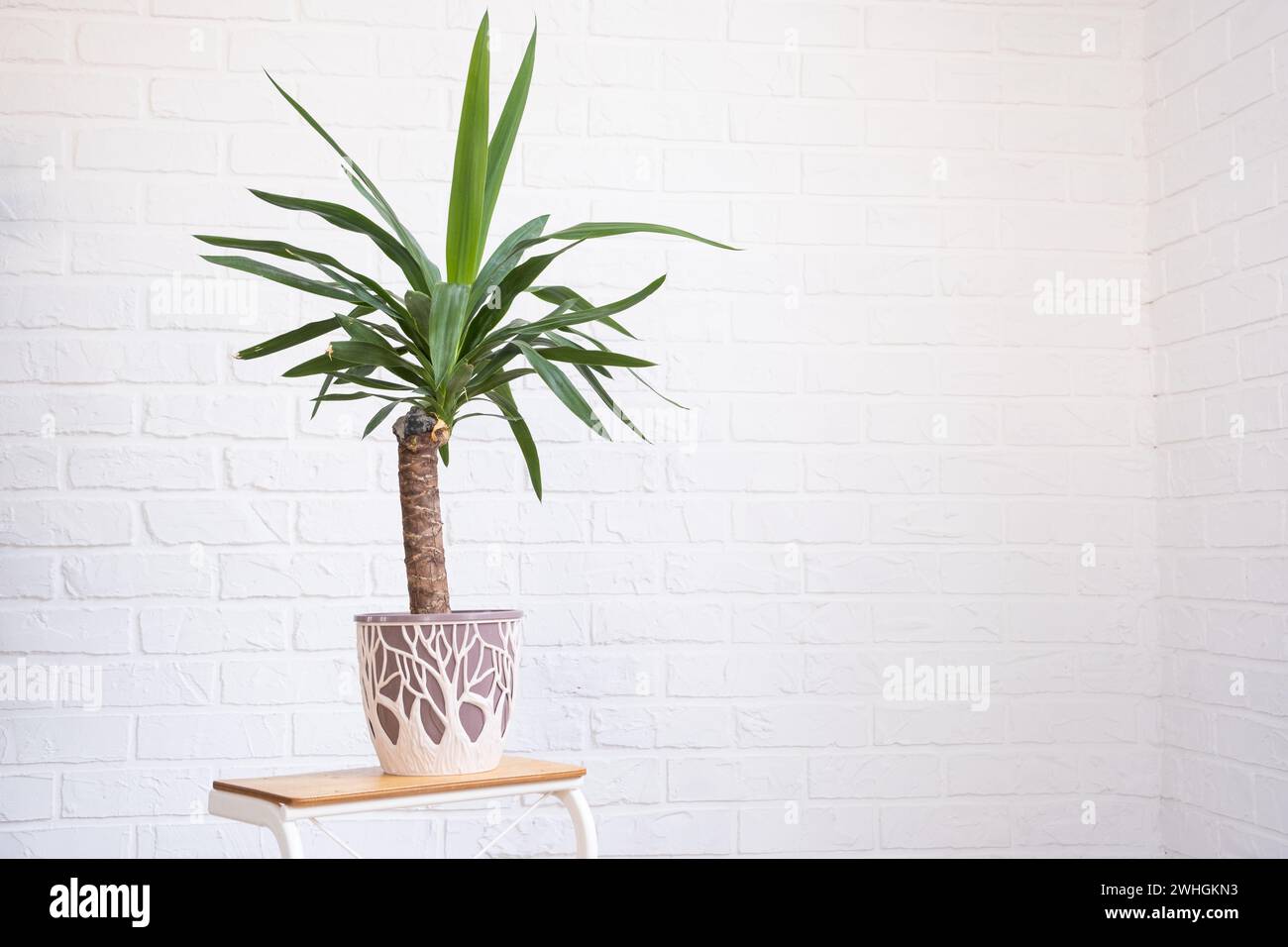 Dracaena palm yucca in interior on whtite brick wall. Potted house plants, green home decor, care and cultivation Stock Photo