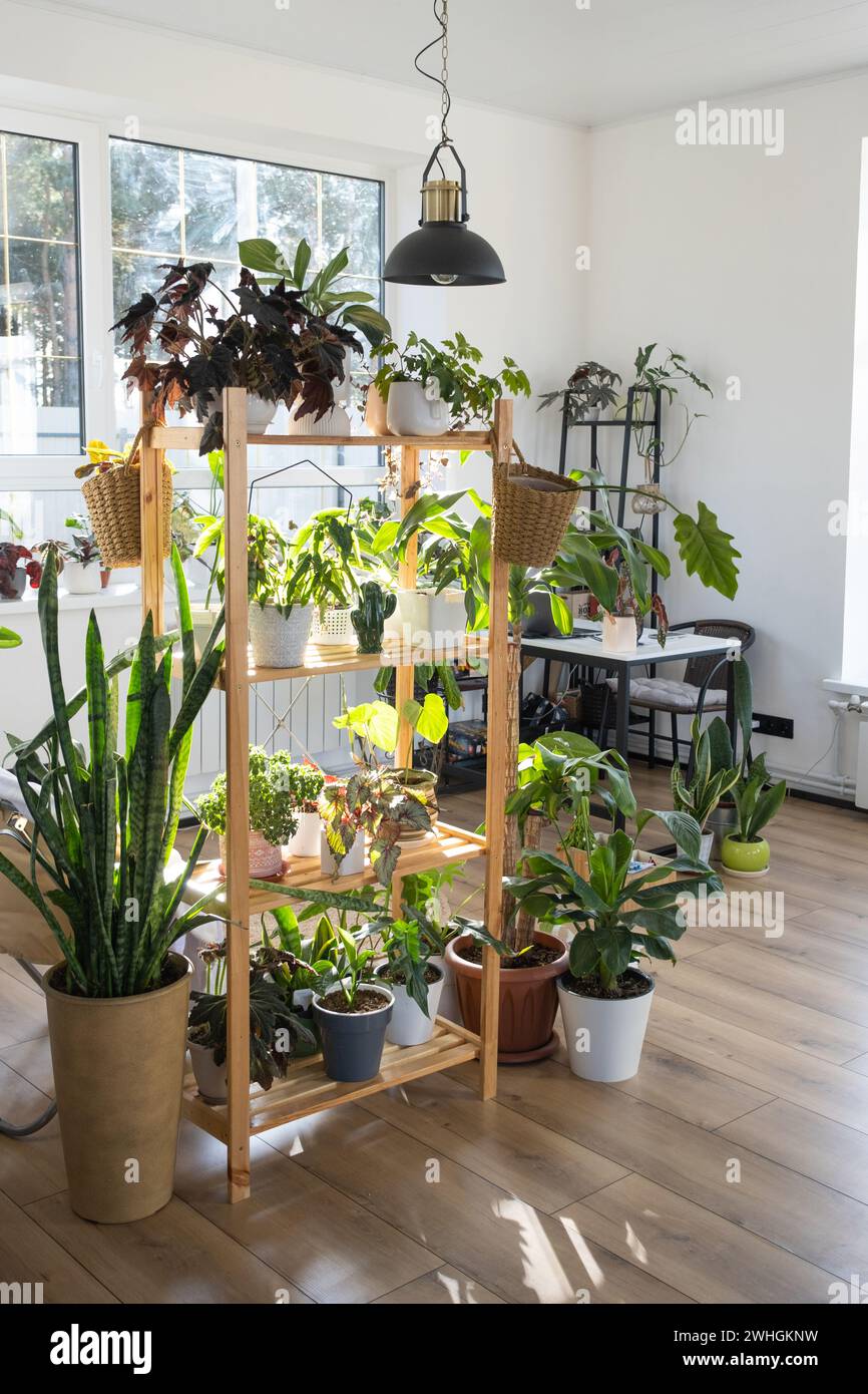 Shelving with a group of indoor plants in the interior. Houseplant Growing and caring for indoor plant, green home Stock Photo