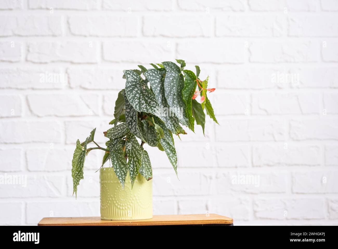 Home potted plant begonia angel wings snowstorm polka dot leaves decorative deciduous in interior on table of house. Hobbies in Stock Photo