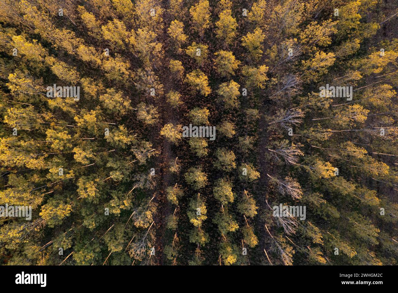 Aerial view of a poplar forest for paper production Stock Photo Alamy