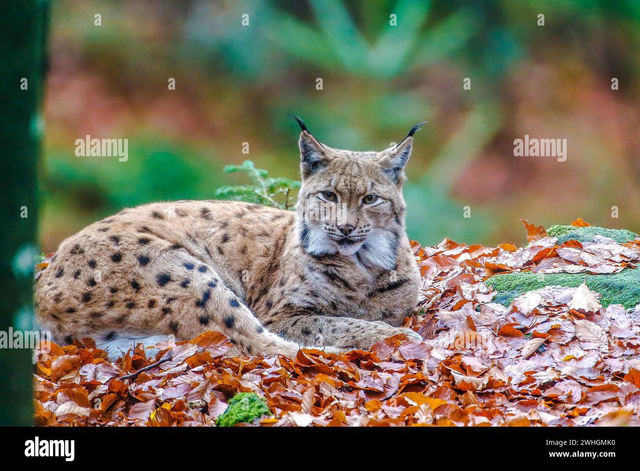 A bobcat in the National Park Bavarian Forest Stock Photo