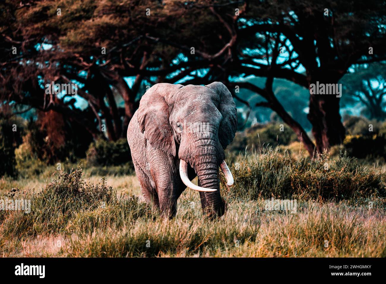 Elephants in Amboseli Nationalpark, Kenya, Stock Photo