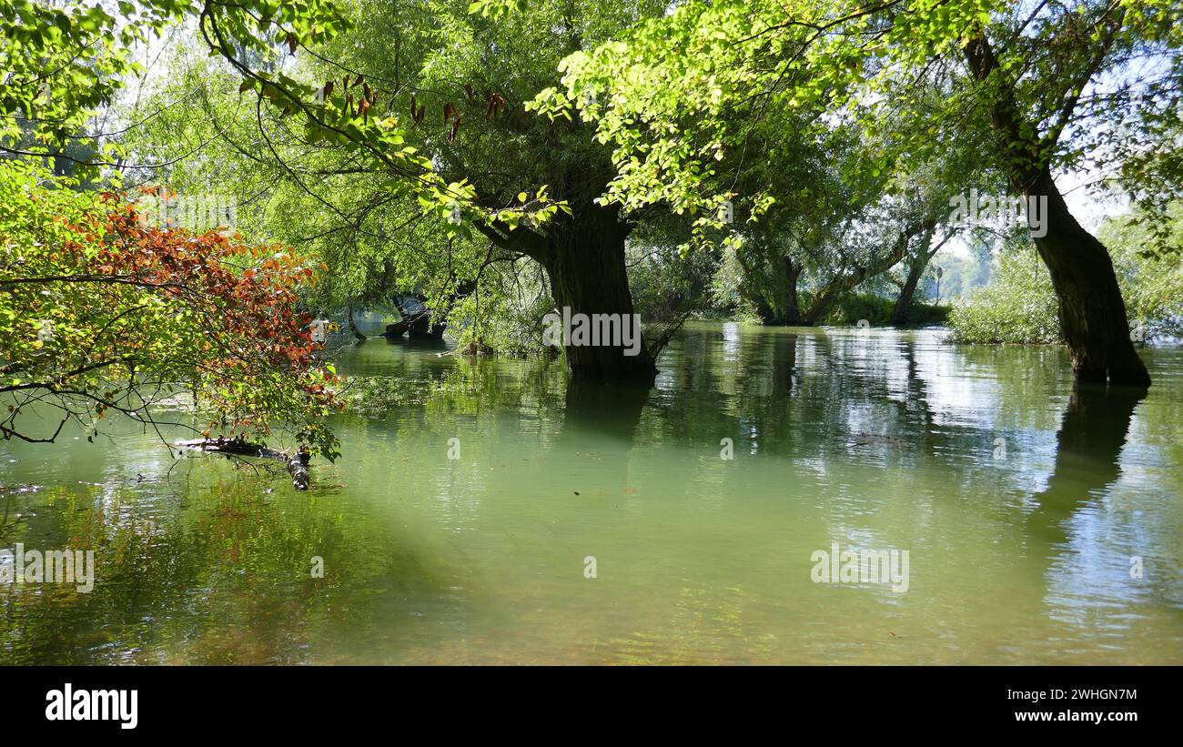 Flood in the alluvial forest Stock Photo
