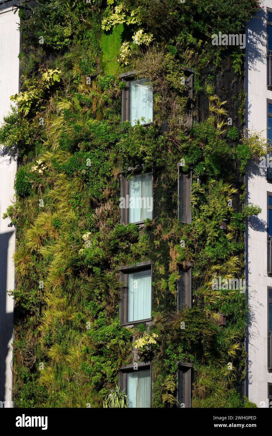 A living wall on the outside of The Athenaeum Hotel, Piccadilly, London, UK.  25 Nov 2023 Stock Photo