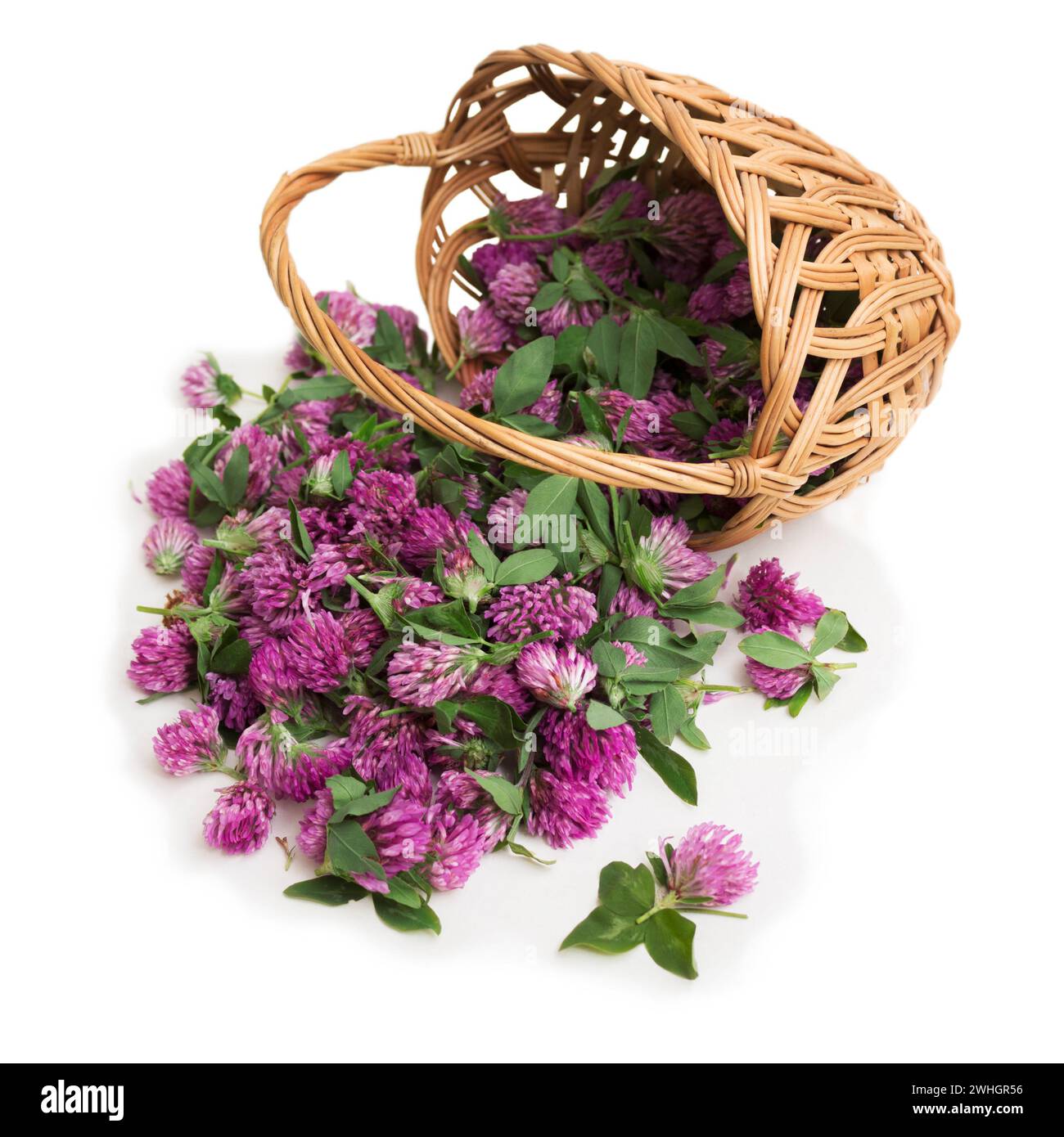 Wicker basket with clover flowers isolated on white. Herbal Medicine Stock Photo