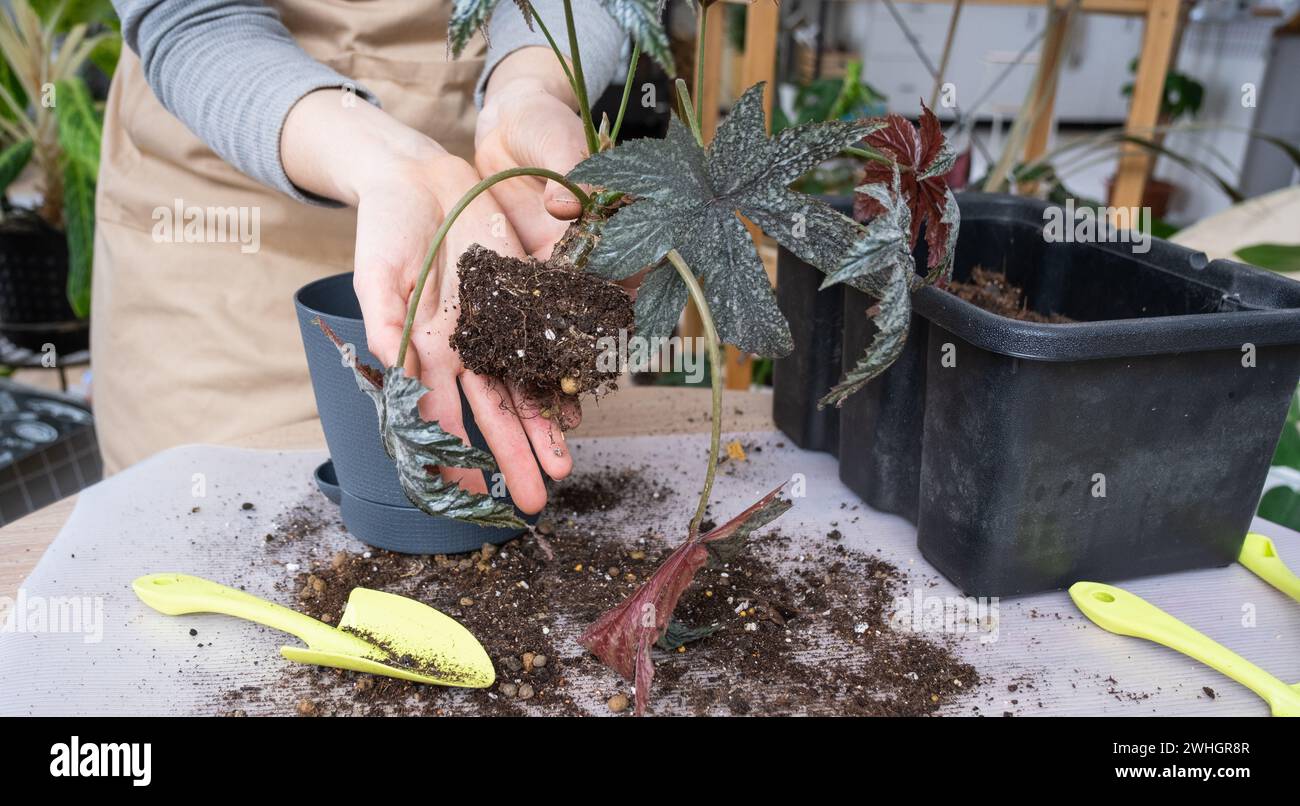 Transplanting a home plant Begonia Gryphon into a new pot. A woman plants a stalk with roots in a new soil. Caring for a potted Stock Photo
