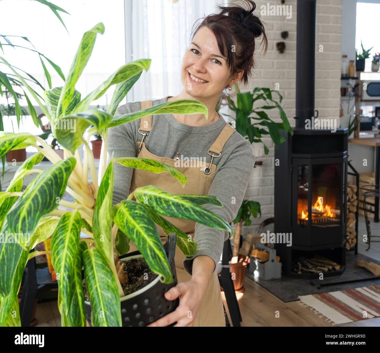 A happy woman in a green house with a potted plant in her hands smiles, takes care of a flower. The interior of a cozy eco-frien Stock Photo