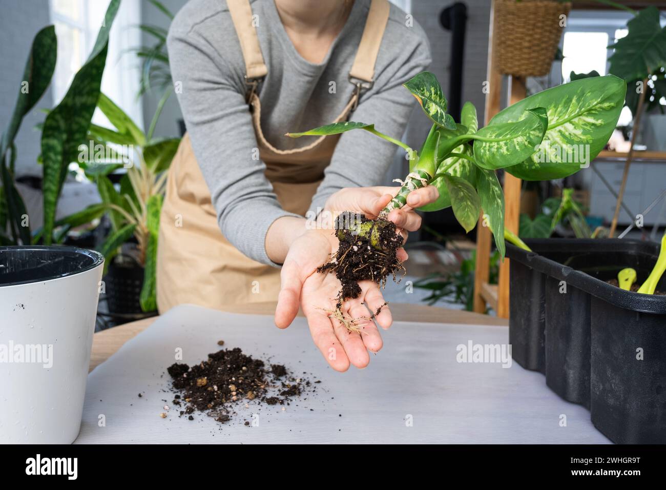 The earthen lump of a home potted plant is entwined with roots, the ...