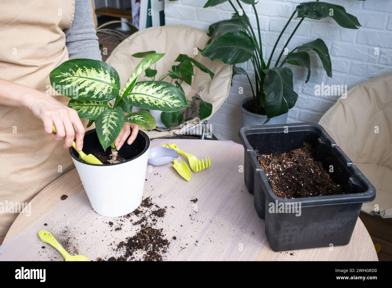 dracaena draco plant for sale Dragon Tree