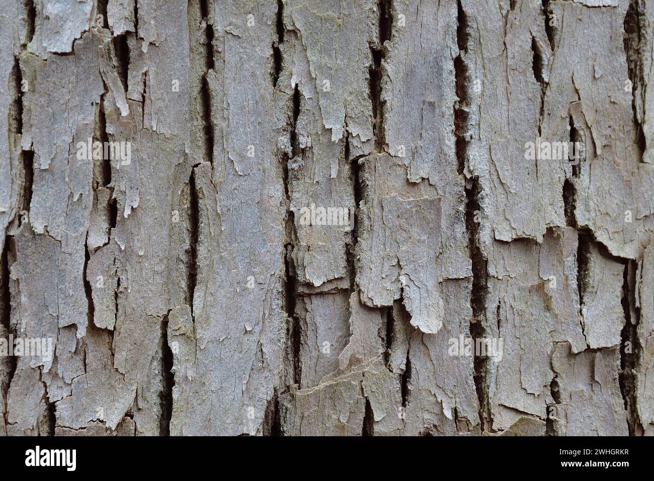 Tree grey bark close up, Natural background Stock Photo
