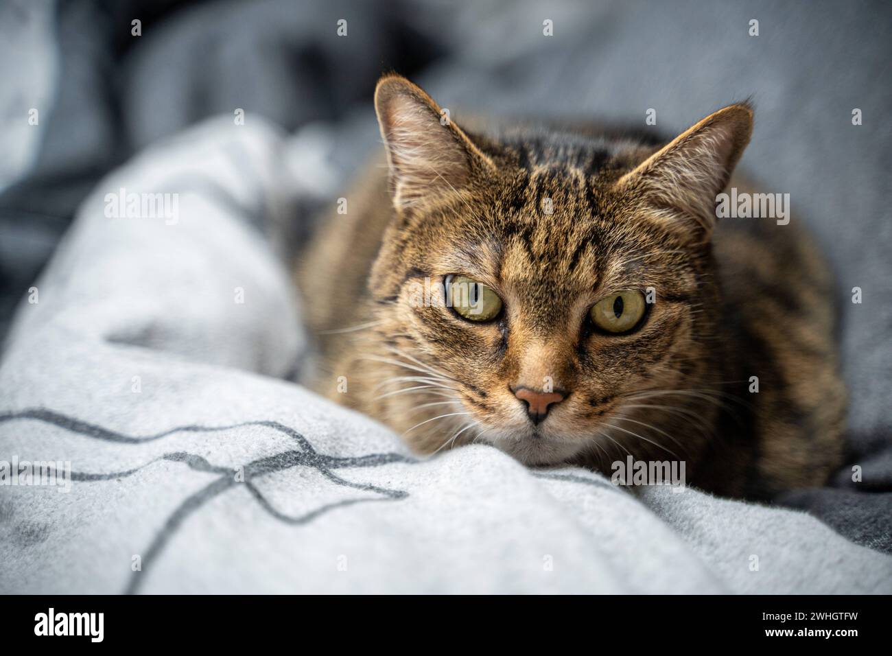 Augsburg, Bavaria, Germany - February 10, 2024: cat lying in bed in bedroom *** getiegerte Katze liegt im Bett im Schlafzimmer Stock Photo