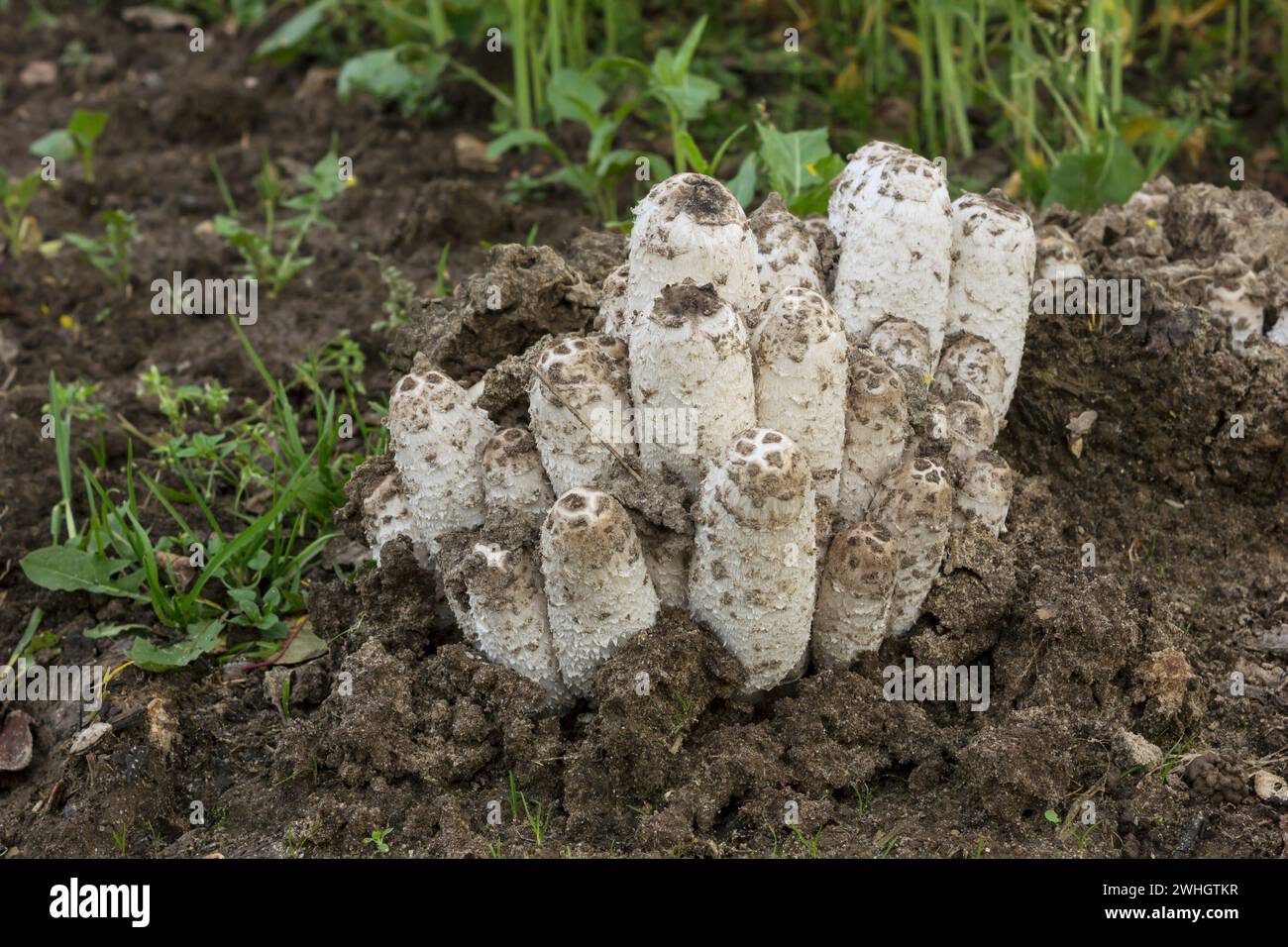 Crawled out of the soil coprinus comatus mushrooms growing  in the garden Stock Photo
