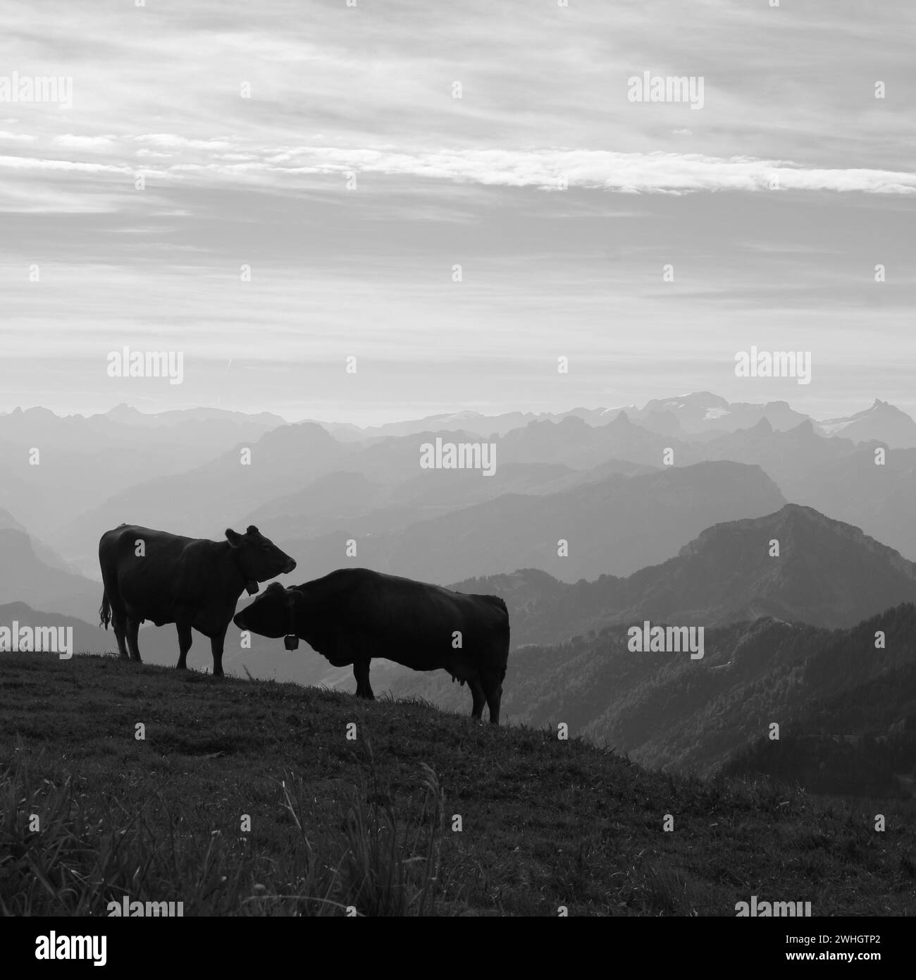 Morning scene seen from Rigi Kulm, cows and mountains Stock Photo Alamy