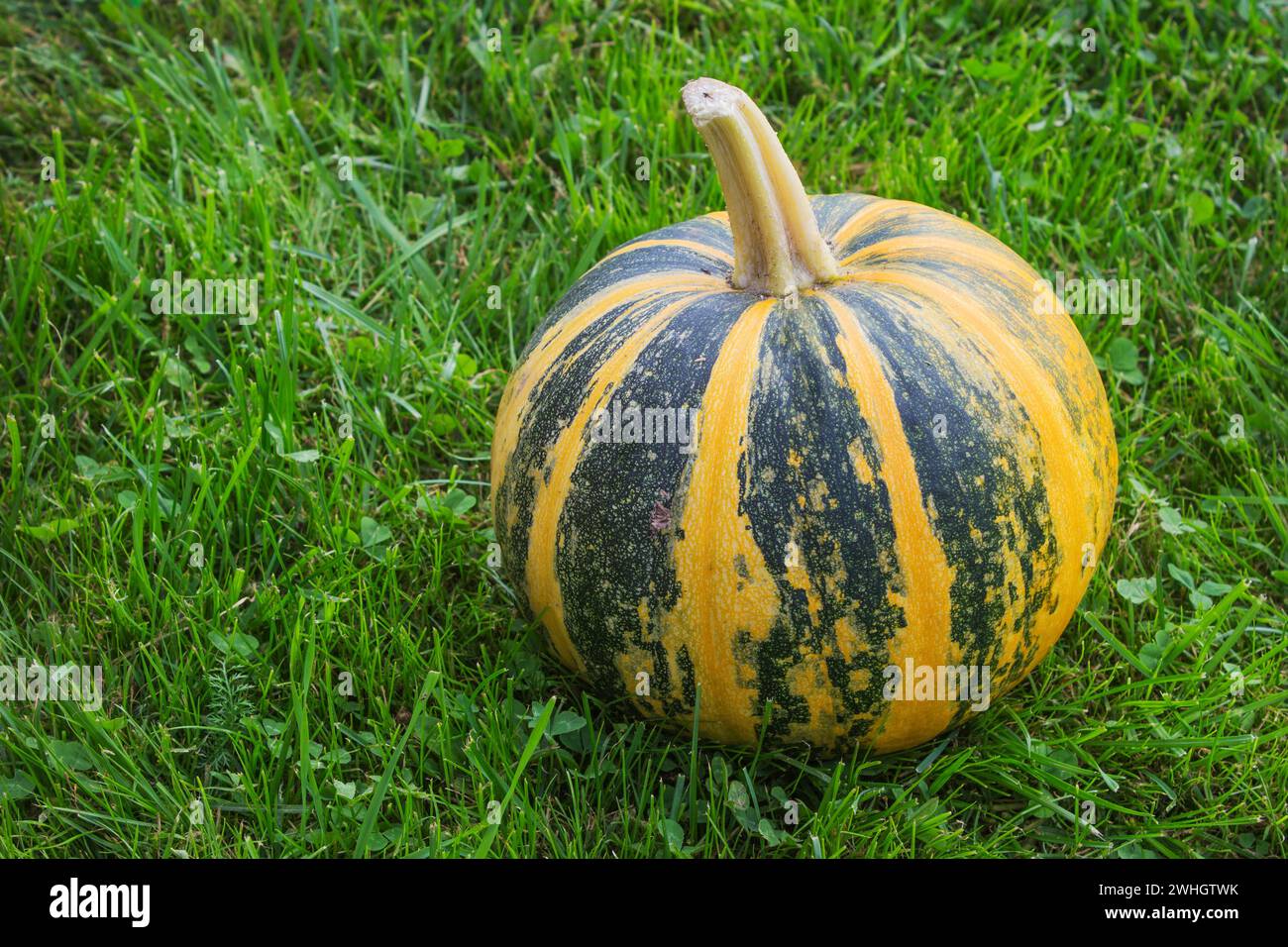 Round striped pumpkin on grass.  Harvest of pumpkins summer Stock Photo