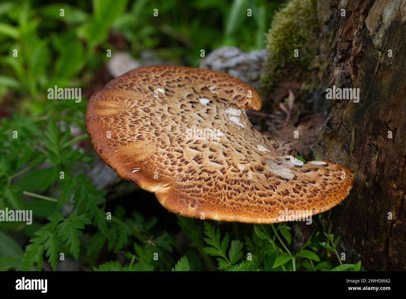 Cerioporus squamosus, also known as Pheasant's back mushrooms and dryad's saddle, is a basidiomycete bracket fungus found growing on dead trees Stock Photo
