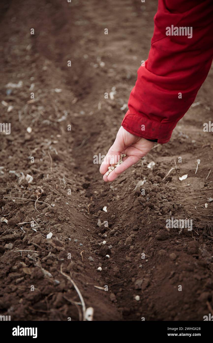 Planting seeds. Close up of a hand planting seeds in the ground. A fragment of a farmer's woman's hand that plants pea seeds in a furrow in early spri Stock Photo