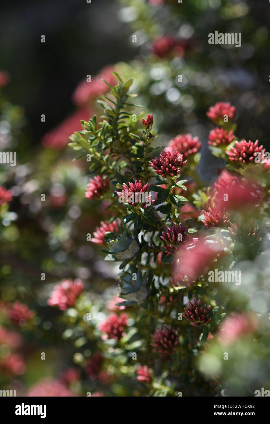Ozothamnus hi-res stock photography and images - Alamy