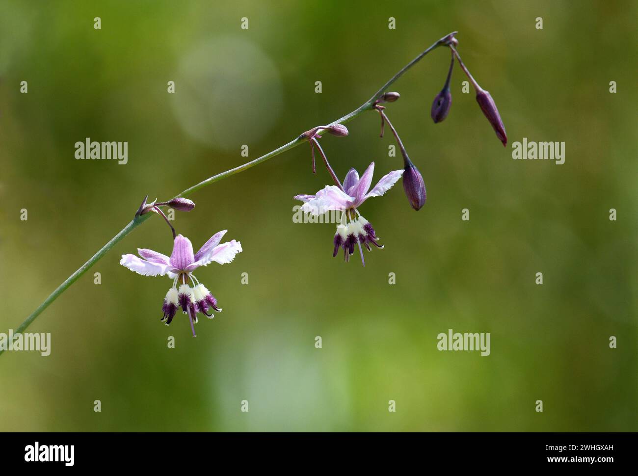 Close up of Australian native purple Vanilla Lily, Arthropodium milleflorum, family Asparagaceae, in subalpine Kosciusko region, NSW. Perennial herb Stock Photo