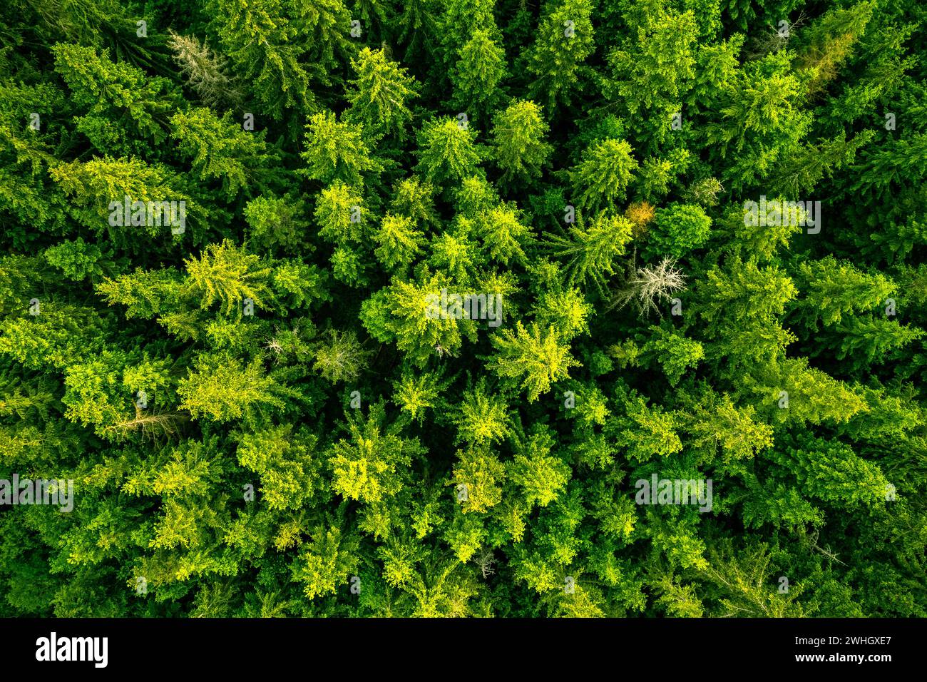 Forest landscape and wilderness, aerial drone view Stock Photo