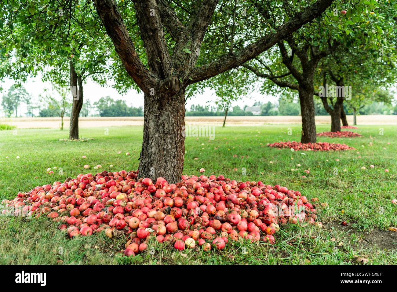 Red apples fruits under apple tree in orchard Stock Photo - Alamy