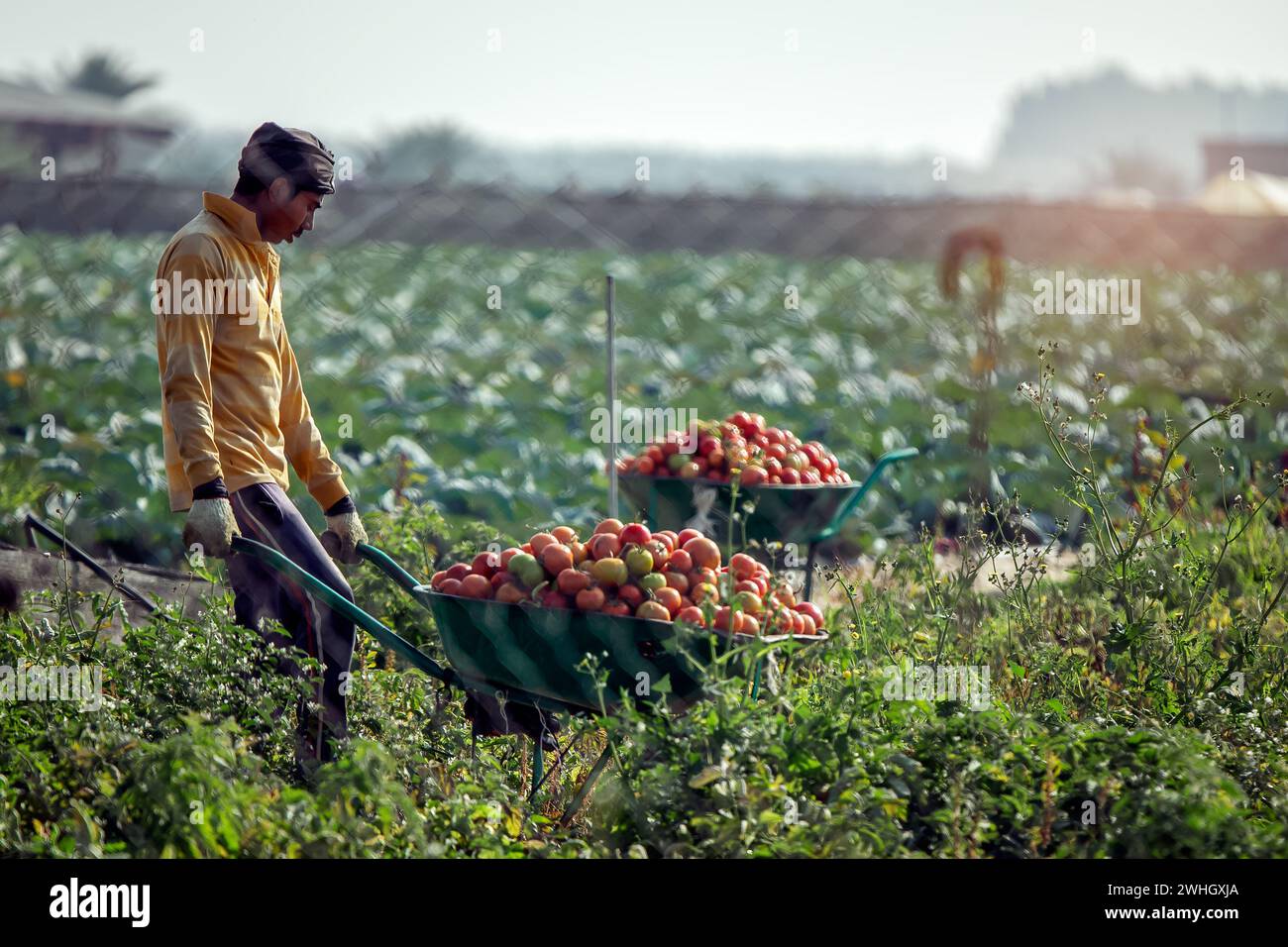 Bountiful Harvest: Workers Gathering Fresh Tomatoes at a Dammam Agriculture Farm, Saudi Arabia. Stock Photo