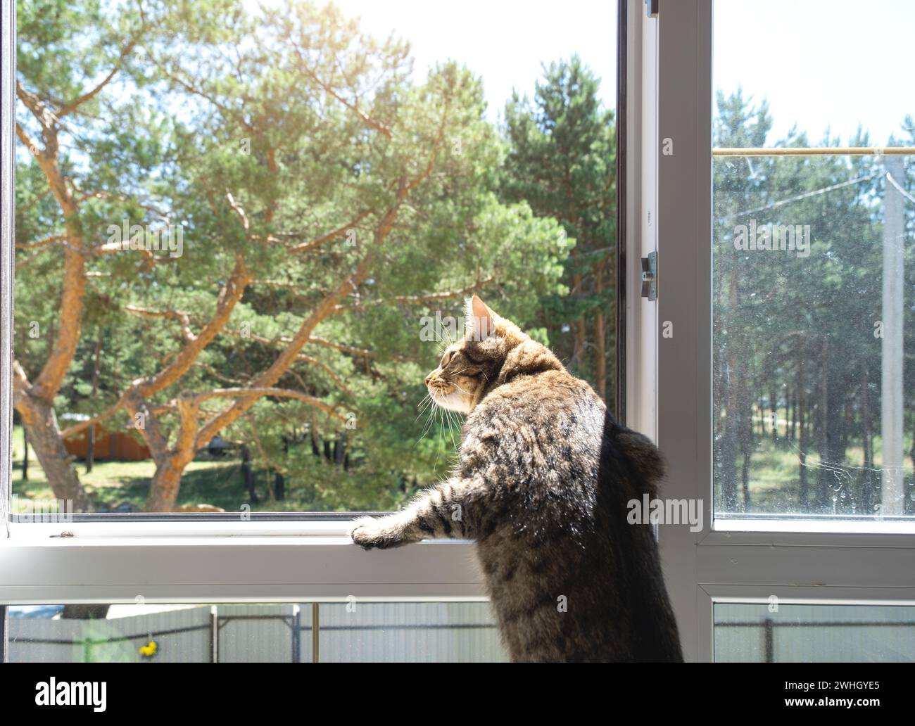 A domestic cat looks at the street from the window of the house. Walk and fresh air for the pet, protection from ticks, fleas Stock Photo