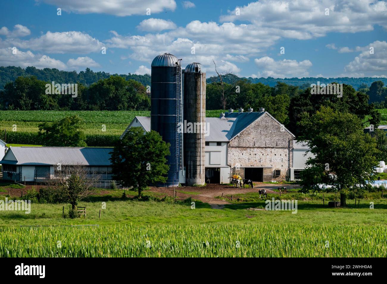Alfalfa and corn hi-res stock photography and images - Alamy