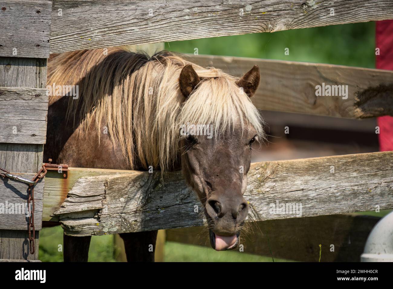 Close Up View of a Brown and Blonde Miniature Pony, Sticking It's Head and Tongue Out Thru Stock Photo