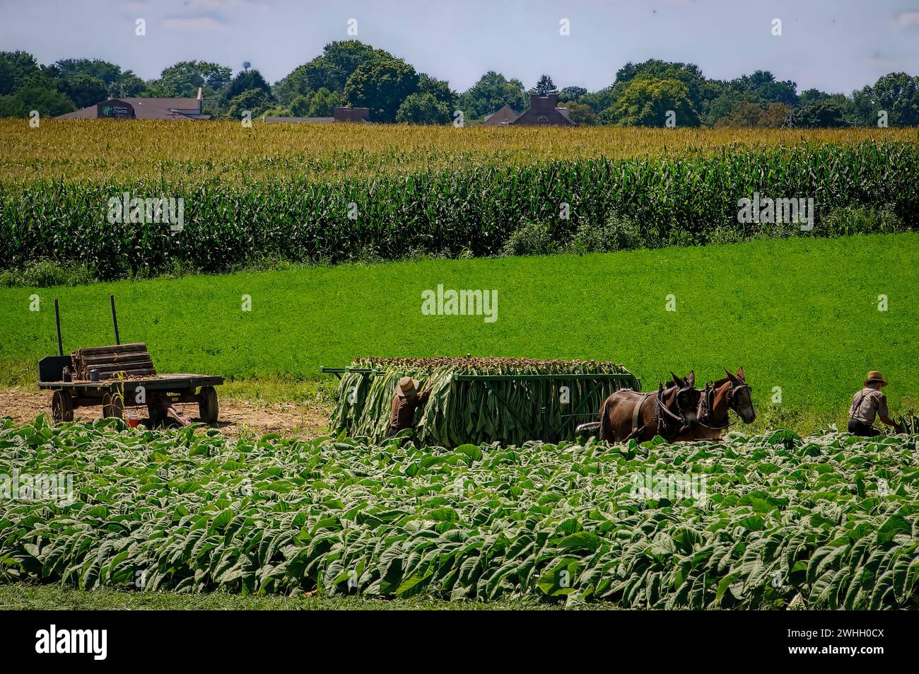 View of an Amish Man Putting Harvested Tobacco on a Wagon to Bring To Barn for Drying Stock Photo