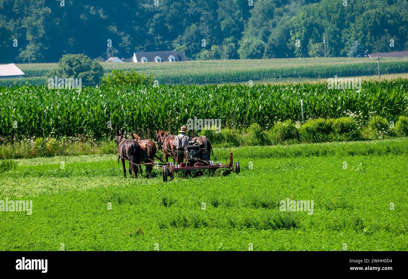 View of an Amish Farmer Using Four Horses to Cut Alfalfa for Harvesting Stock Photo