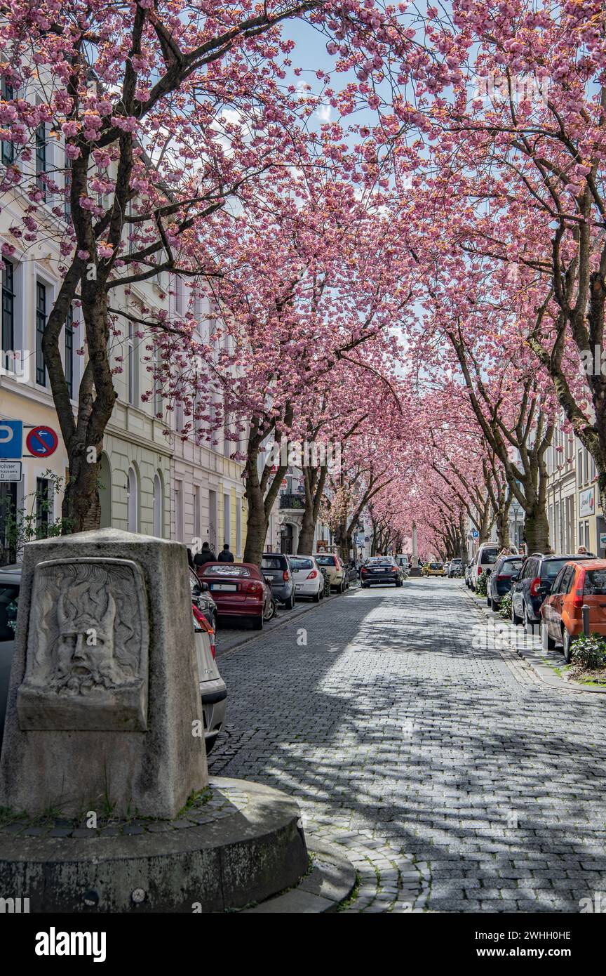 Cherry blossom varieties hi-res stock photography and images - Alamy