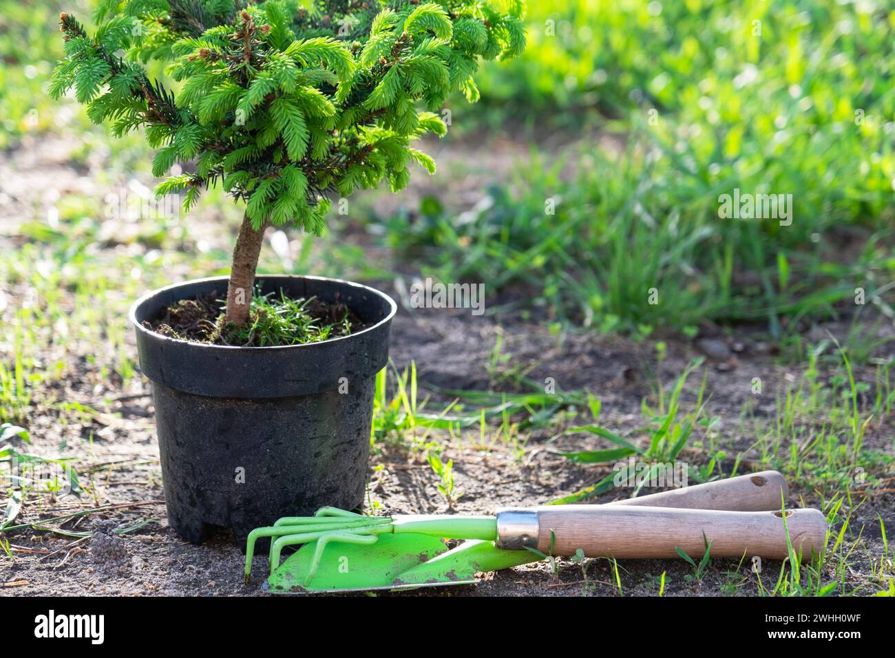 Coniferous plants in pots with a closed root for planting on your garden plot from the nursery. Gardening of a garden plot in sp Stock Photo