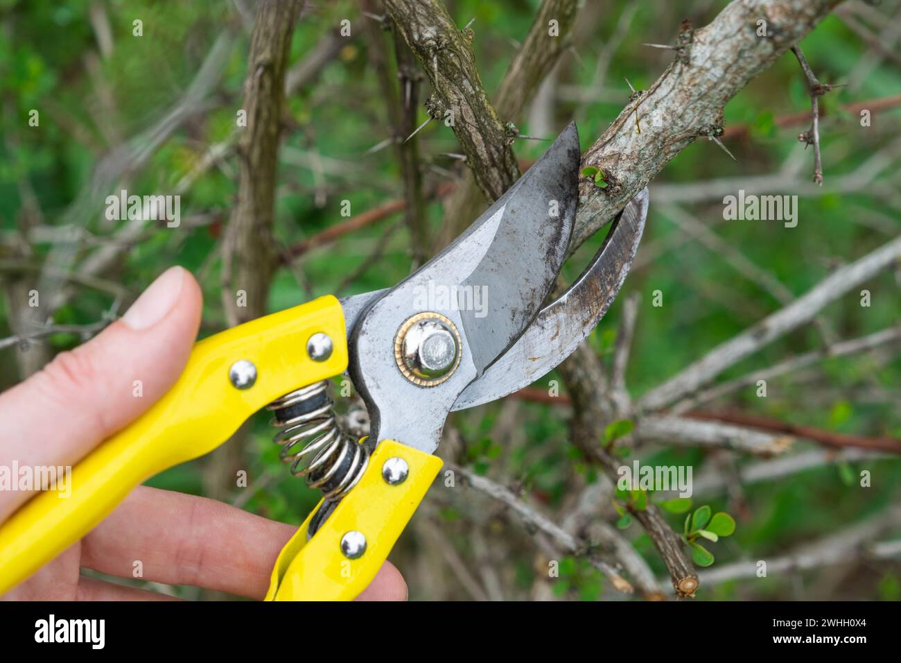 Pruning branches of the barberry bush with pruner shears in spring