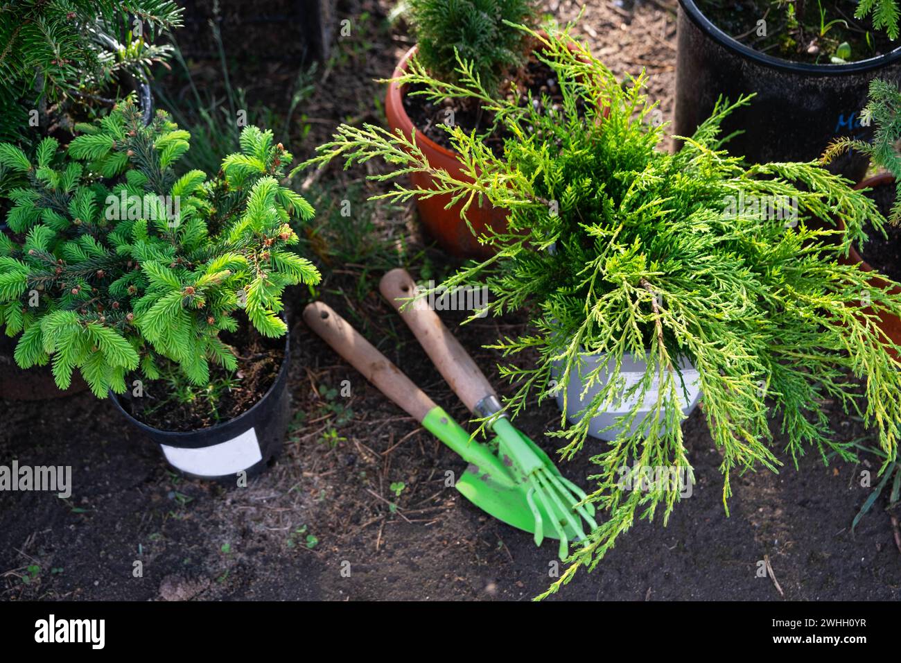 Coniferous plants in pots with a closed root for planting on your garden plot from the nursery. Gardening of a garden plot in sp Stock Photo