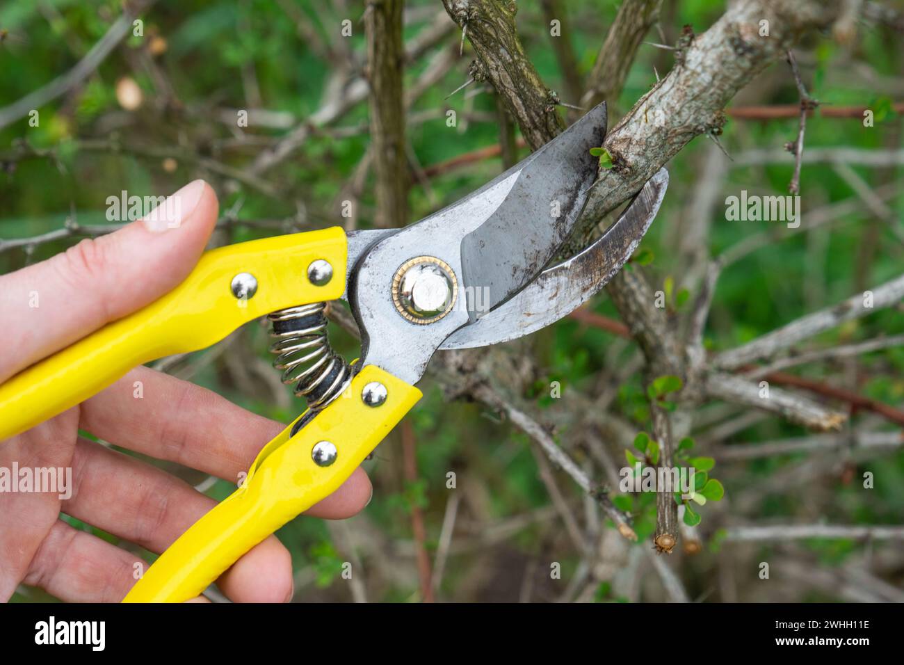 Pruning branches of the barberry bush with pruner shears in spring. The