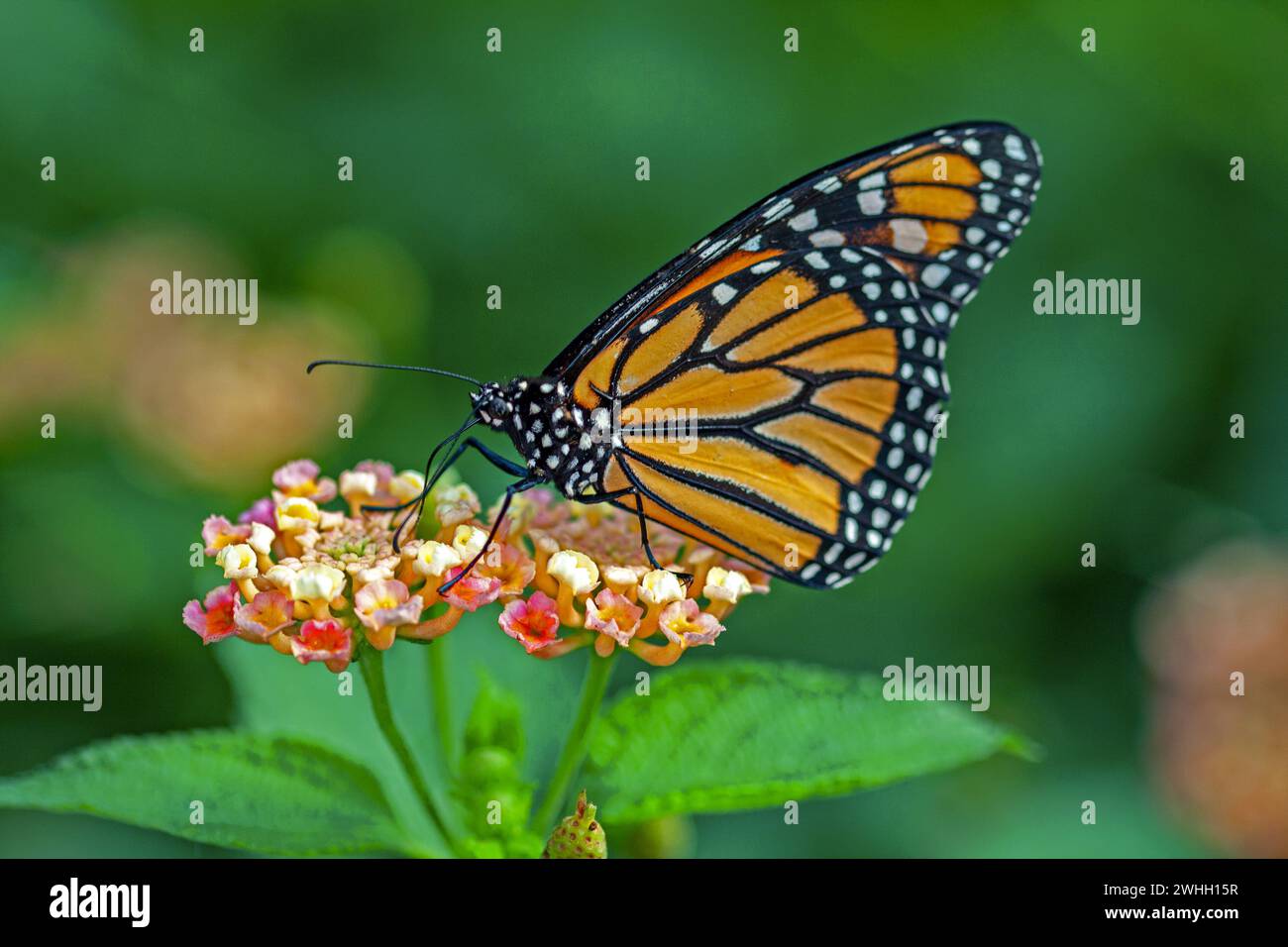 Monarch butterfly, danaus plexippus, on a flower Stock Photo - Alamy