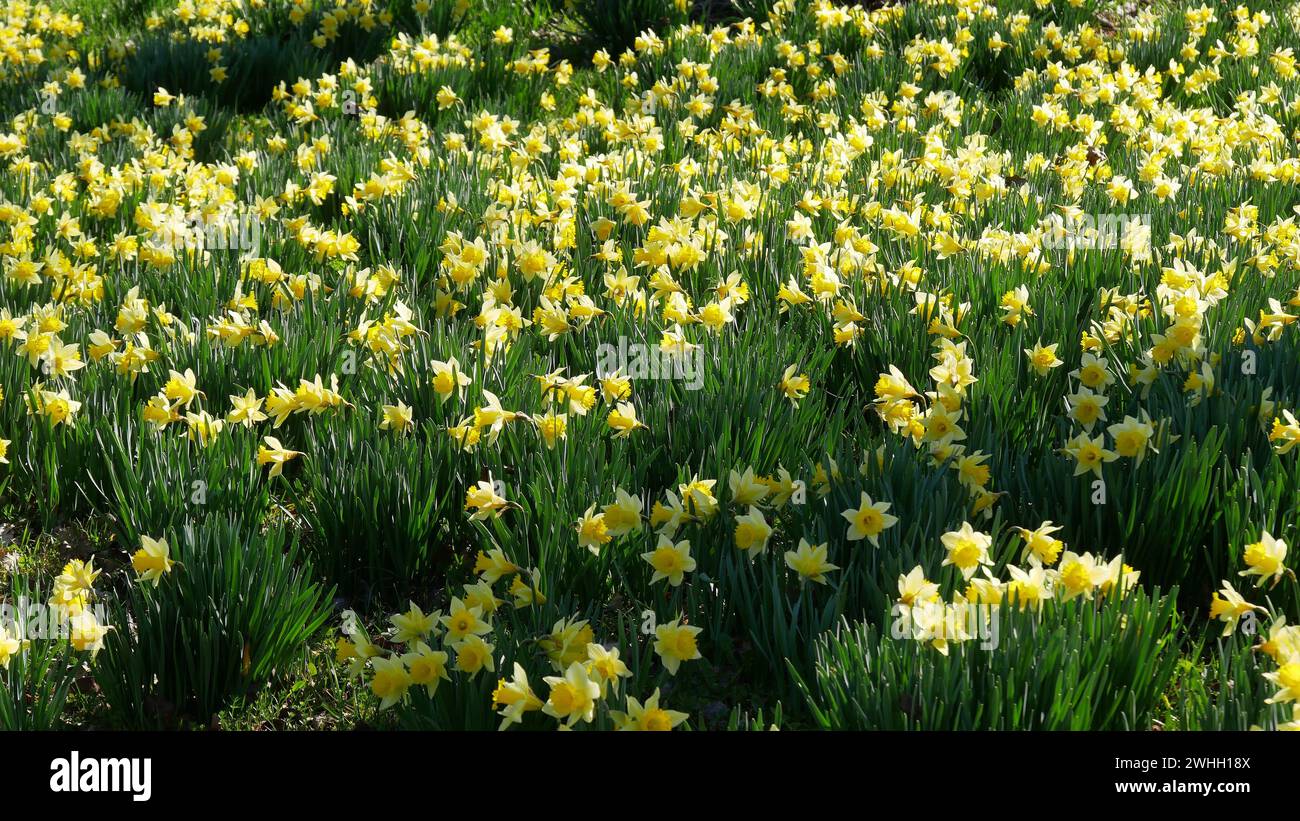 Wild daffodils / starflowers in Gaugenwald, Northern Black Forest Stock Photo