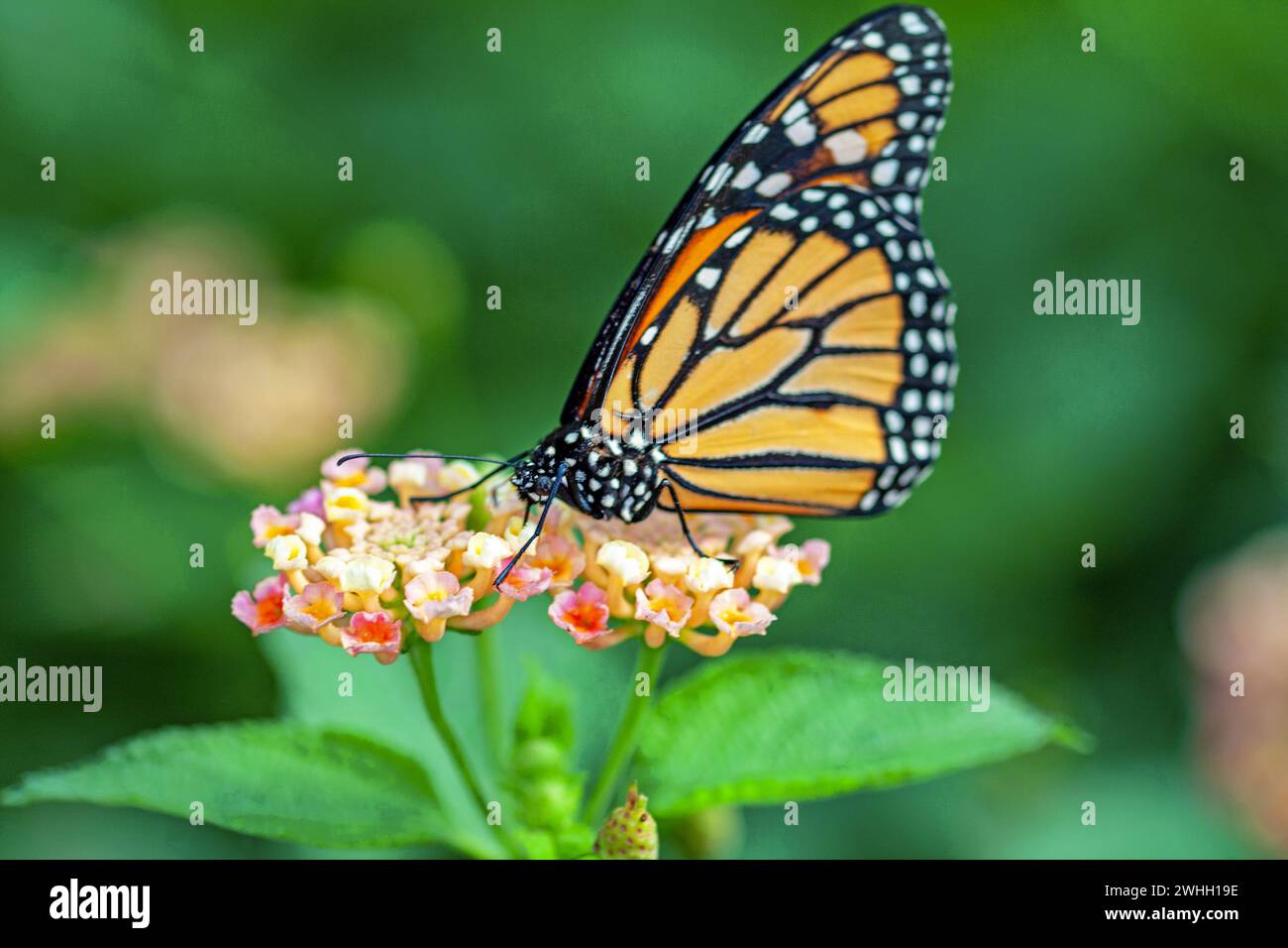 Monarch butterfly, danaus plexippus, on a flower Stock Photo - Alamy