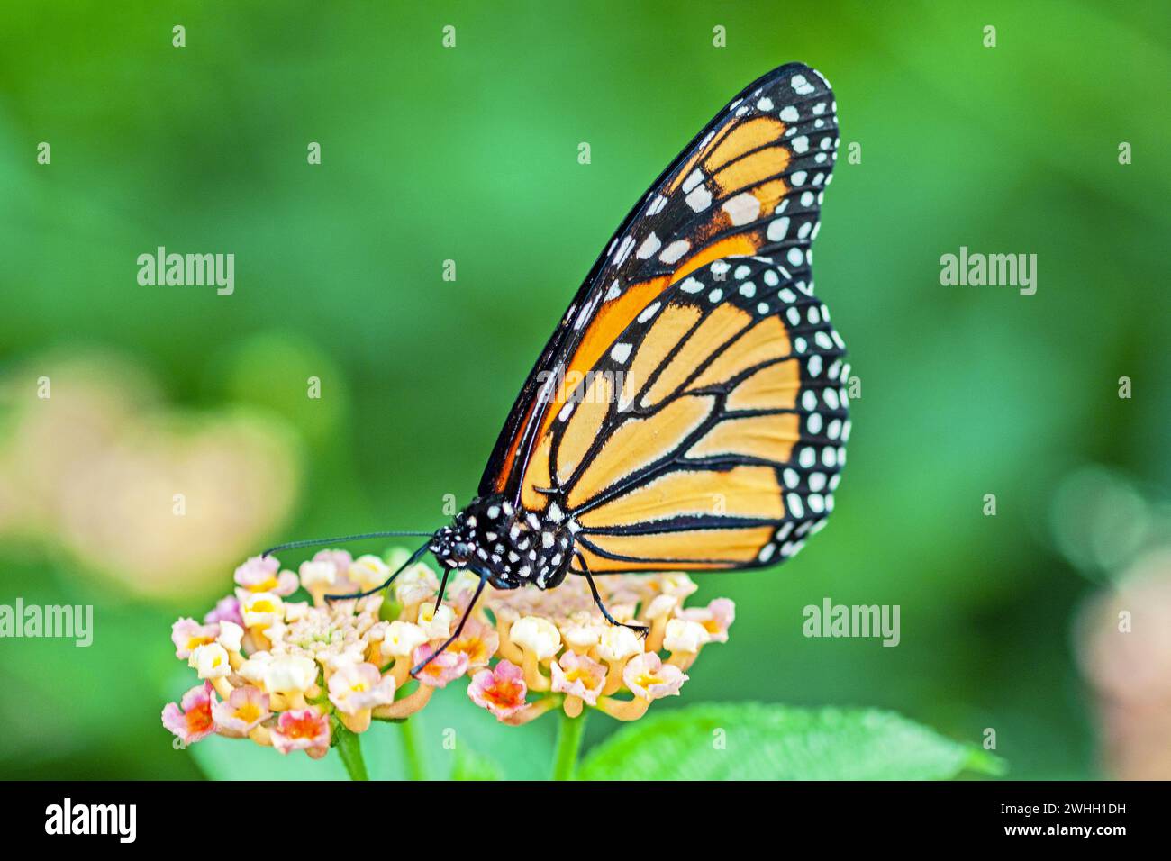 Monarch butterfly, danaus plexippus, on a flower Stock Photo - Alamy