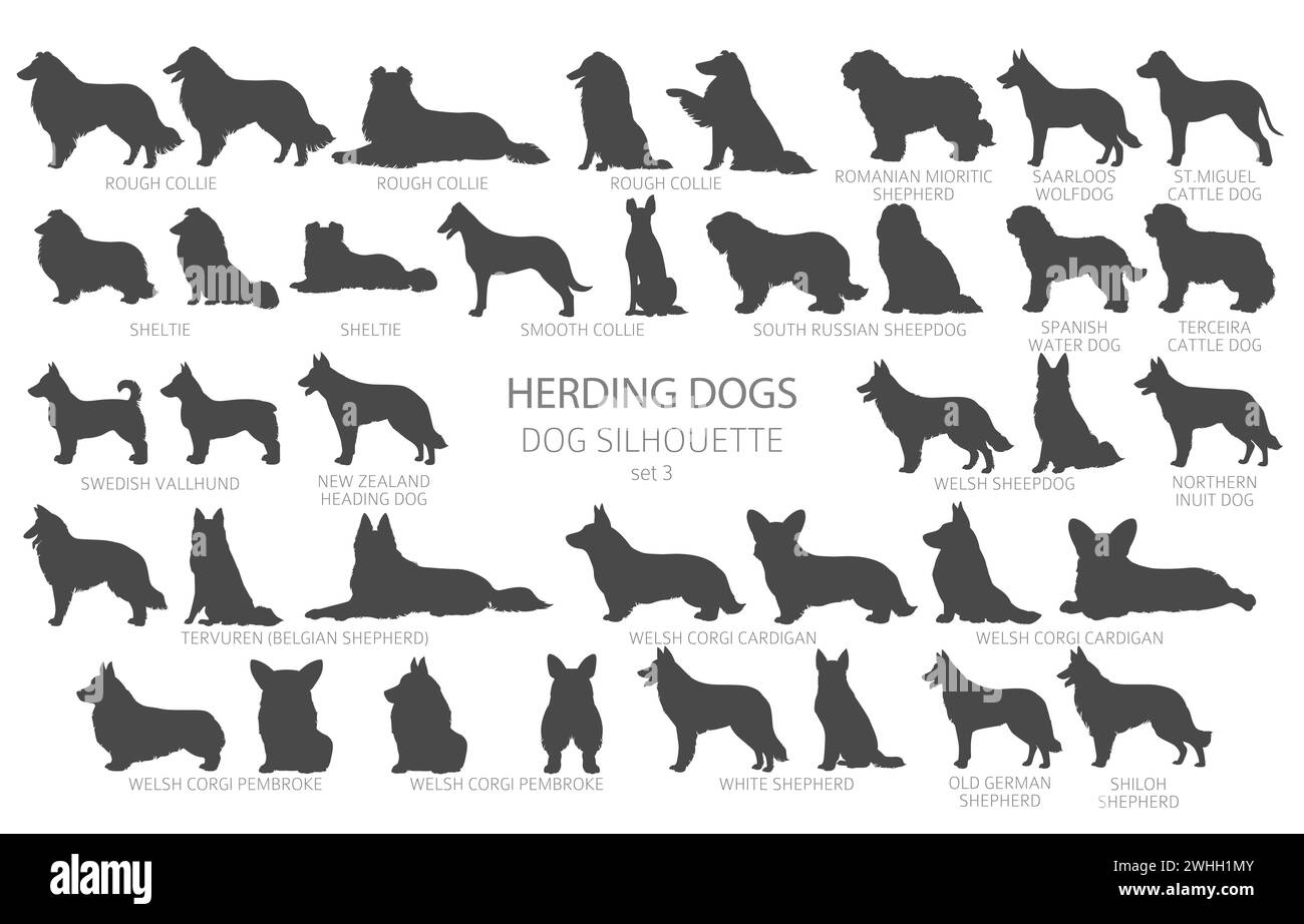 Dog breeds silhouettes simple style clipart. Herding dogs, sheepdog, shepherds collection.  Vector illustration Stock Vector