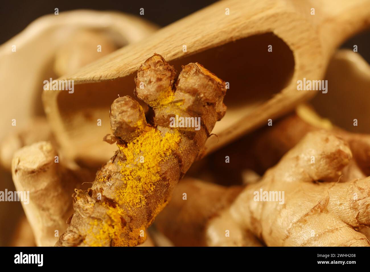 Ginger Roots on a dark background. Stock Photo