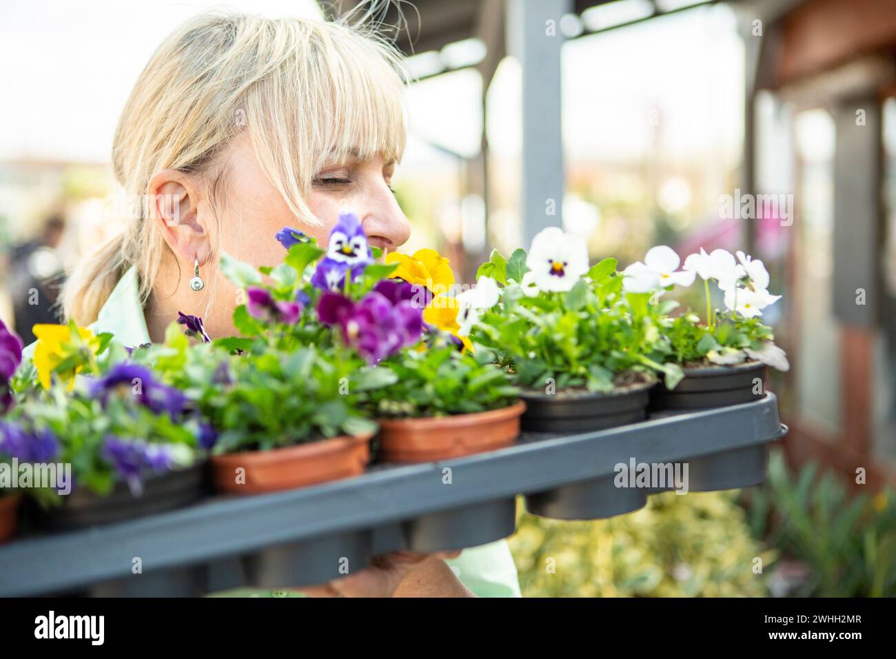 Gardener with flower pots violets Stock Photo