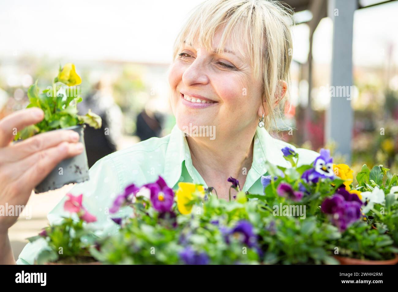 Gardener with flower pots violets Stock Photo
