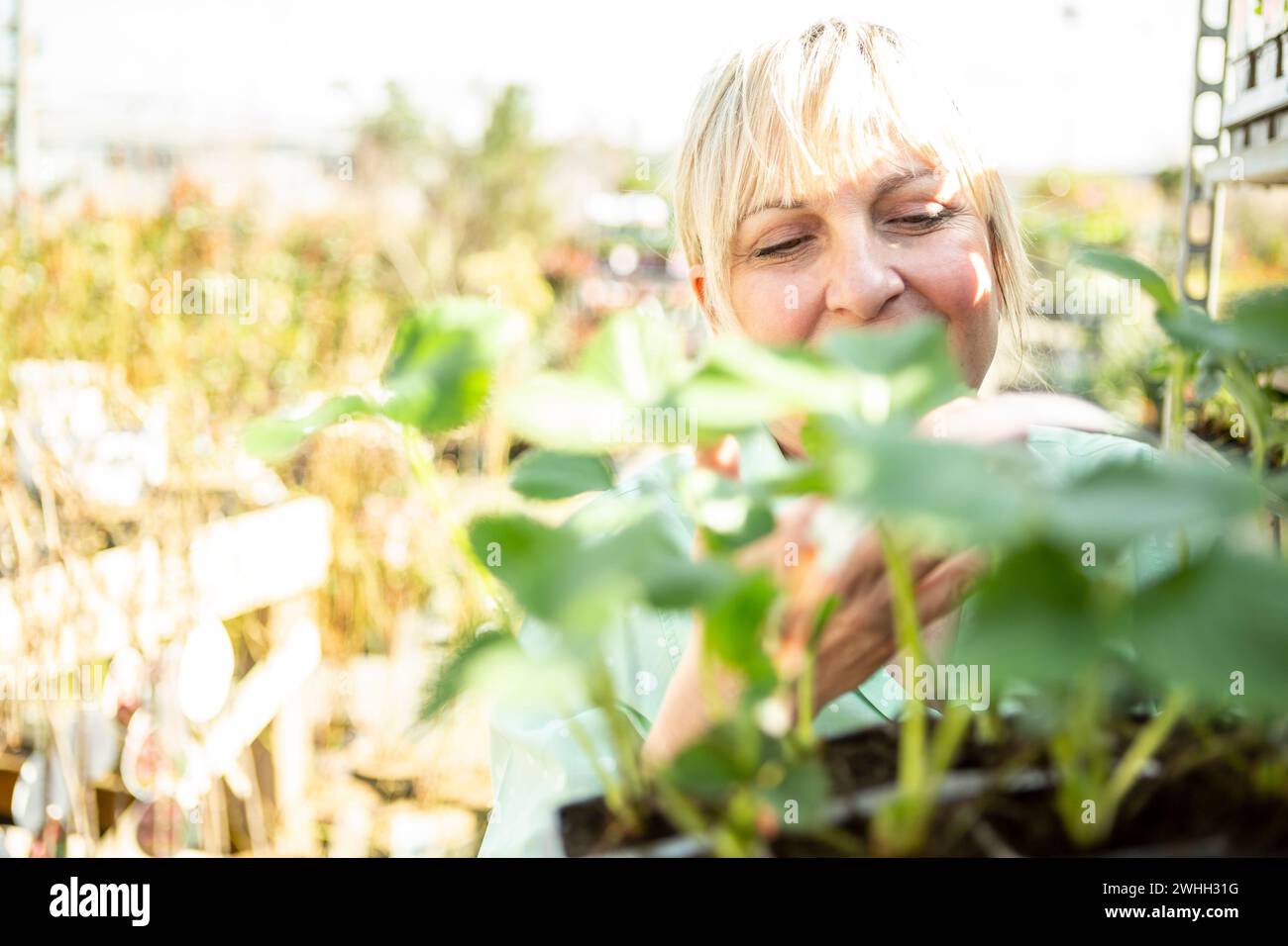 Gardener with strawberry plants Stock Photo