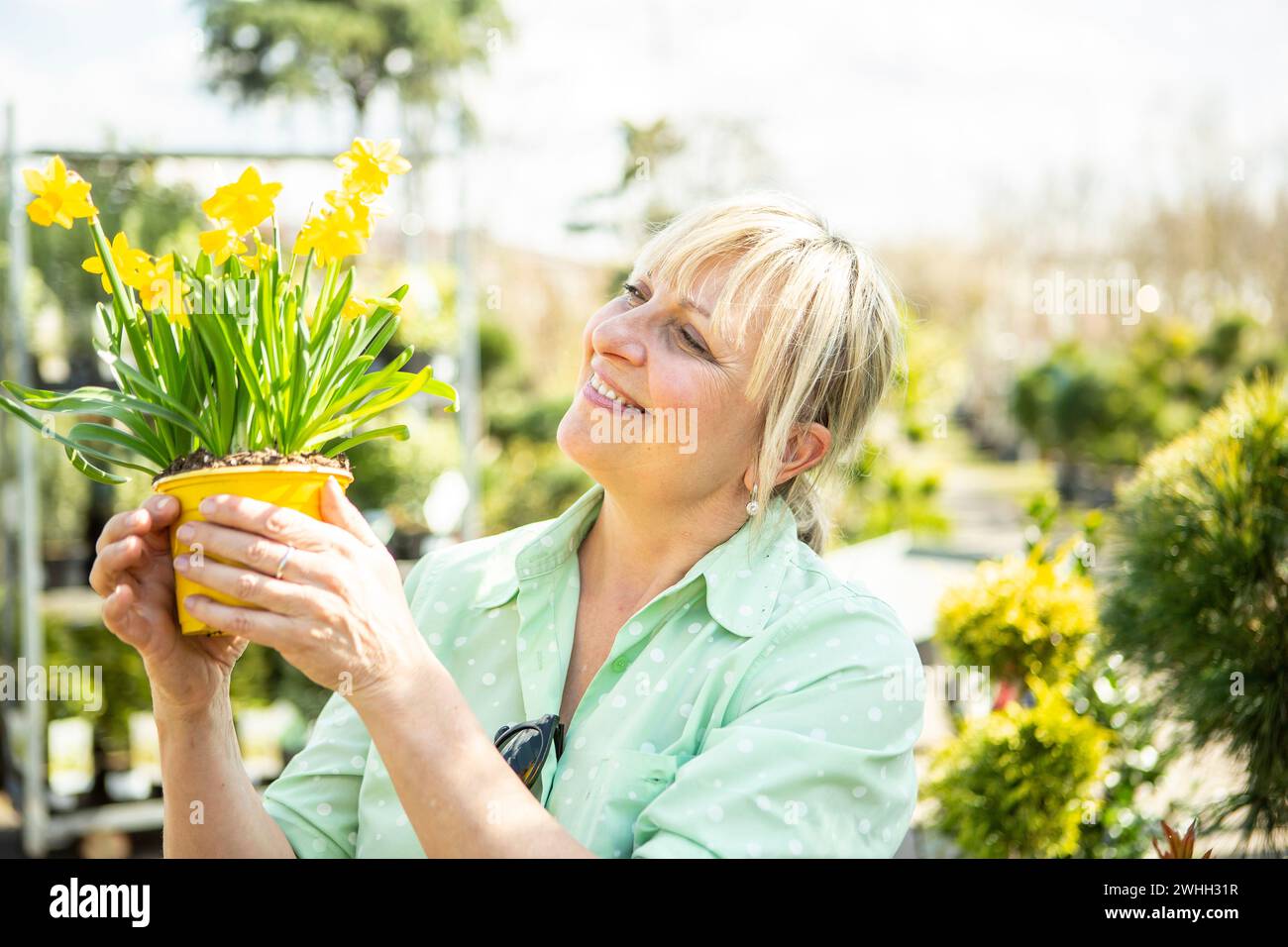Gardener with daffodils Stock Photo