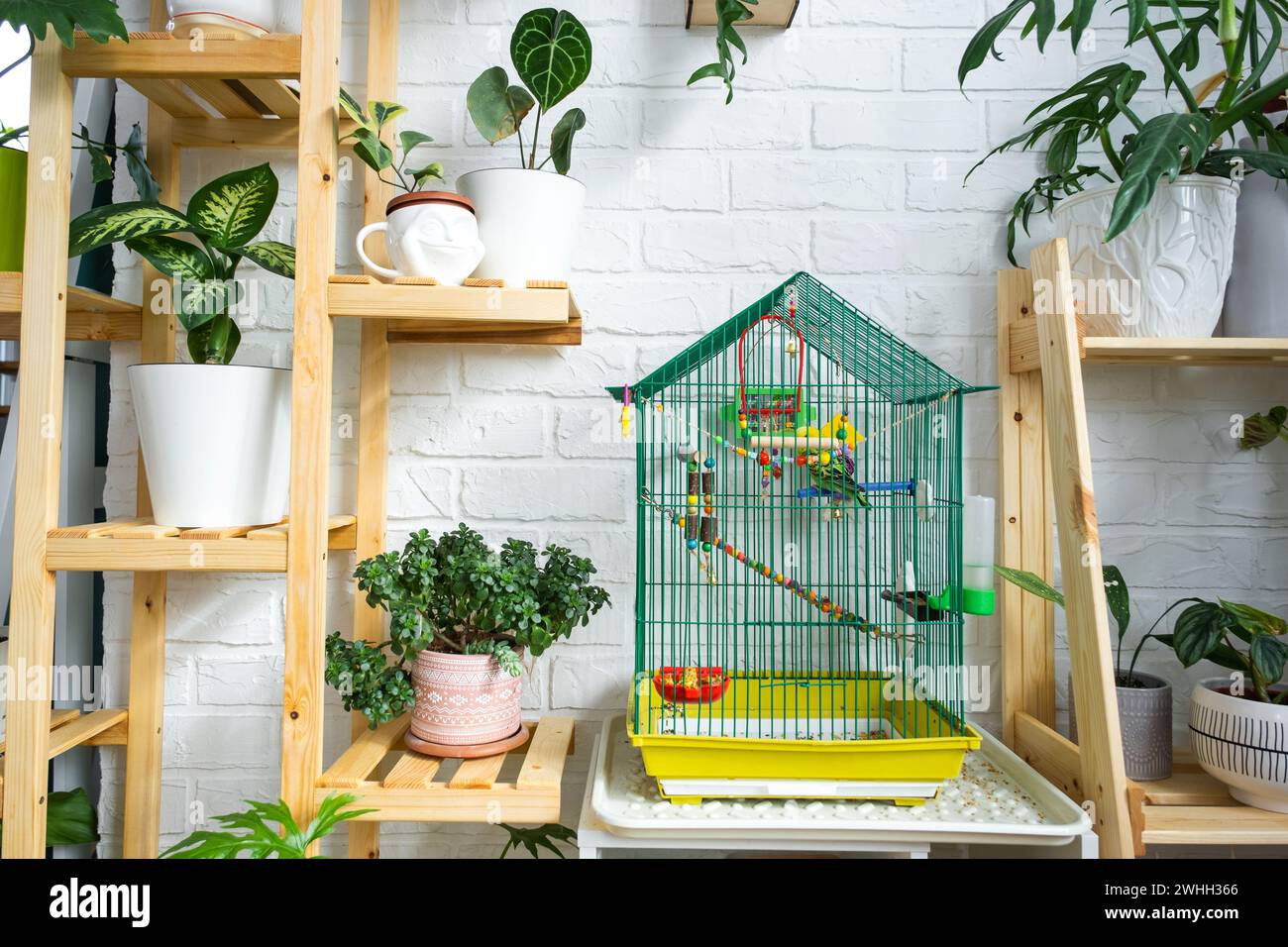 A cage with a budgie stands in a living corner of the house among shelving with a group of indoor plants in the interior. Housep Stock Photo