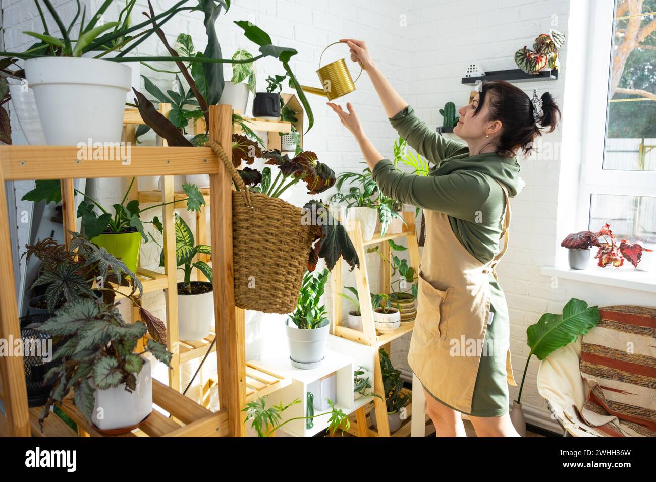 A woman waters home plants from her collection of rare species from a watering can, grown with love on shelves in the interior o Stock Photo