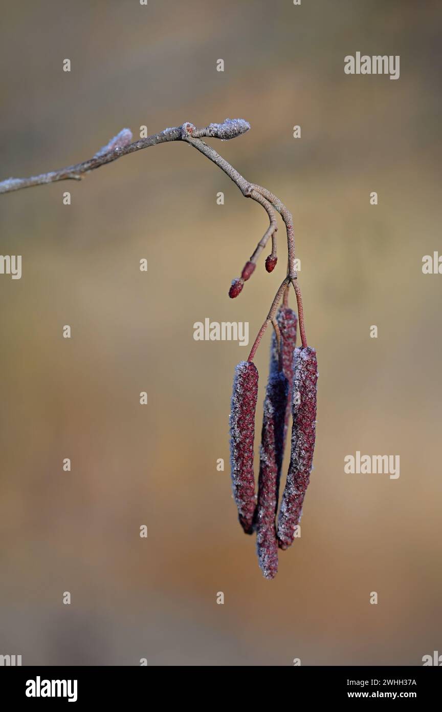 Beautiful shot of tree with berries. Colorful nature background with sun. Alnus incana - Moench. Stock Photo